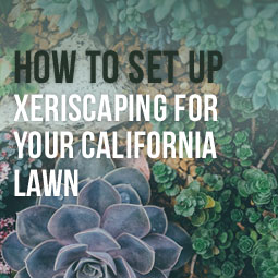 How To Set Up Xeriscaping For Your California Lawn