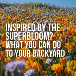 Inspired by the Superbloom? What You Can Do in Your Backyard