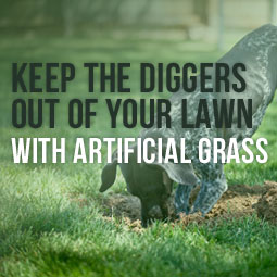 Keep The Diggers Out Of Your Lawn With Artificial Grass http://www.heavenlygreens.com/blog/keep-the-diggers-out-of-your-lawn-with-artificial-grass  @heavenlygreens