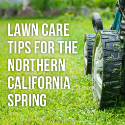 Lawn Care Tips For The Northern California Spring