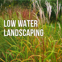 Low Water Landscaping
