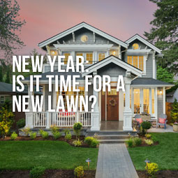 New Year: Is it Time For a New Lawn?