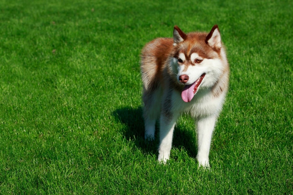 Hidden Pet Hazards Eliminated by Top-Quality Artificial Grass for Dogs