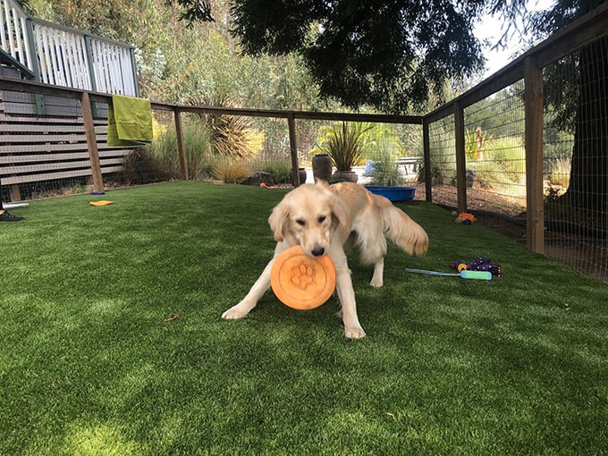15 FAQs and Answers About Outdoor Turf for Dogs