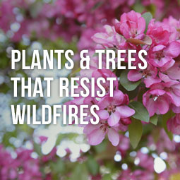 Plants And Trees That Resist Wildfires