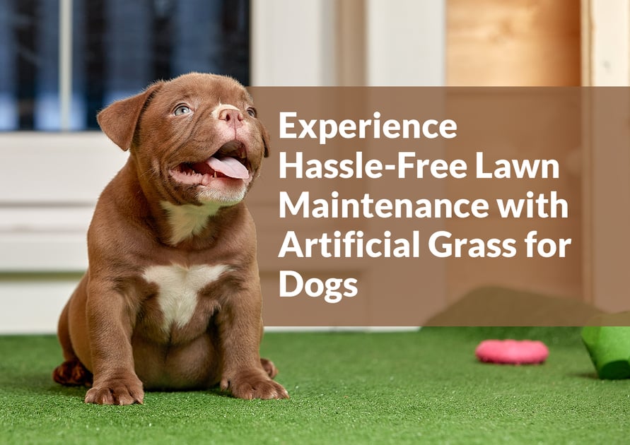 The Convenience of Maintaining an Artificial Lawn for Dogs