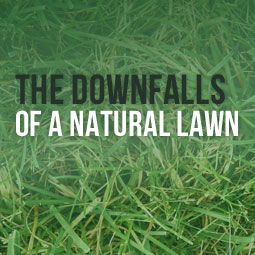 The Downfalls Of A Natural Lawn