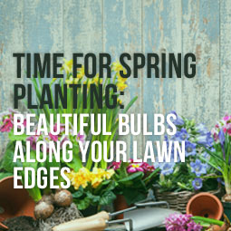 Time for Spring Planting: Beautiful Bulbs Along Your Lawn Edges