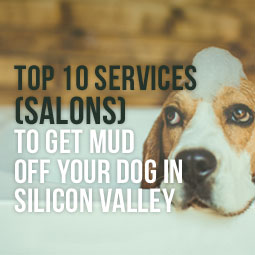 Top 10 Services (Salons) To Get Mud Off Your Dog In Silicon Valley