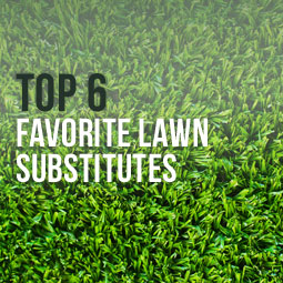 Top 6 Favorite Lawn Substitutes