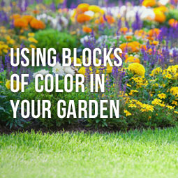 Using Blocks Of Color In Your Garden