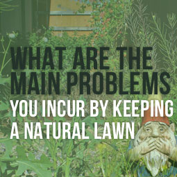 What Are The Main Problems You Incur By Keeping A Natural Lawn