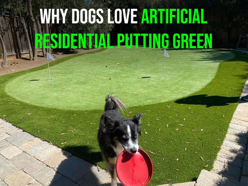 Got Residential Putting Green in San Jose? Here’s Why Your Dog Will Love It