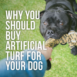 Why You Should Buy Artificial Grass For Your Dog