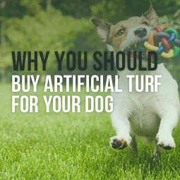 Why You Should Buy Artificial Turf For Your Dog