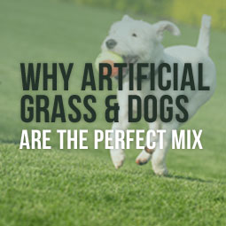 Why Artificial Grass And Dogs Are The Perfect Mix