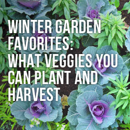 Winter Garden Favorites: What Veggies You Can Plant And Harvest http://www.heavenlygreens.com/blog/winter-garden-favorites-veggies-plant-harvest @heavenlygreens