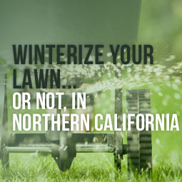Winterize Your Lawn...Or Not, In Northern California