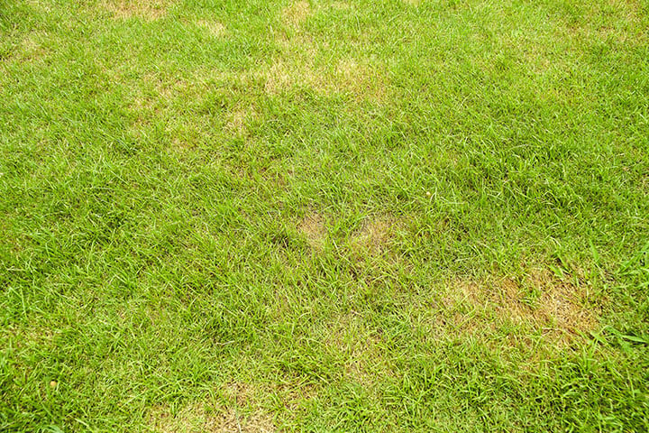 Yellow Patches with Artificial Grass 720x480