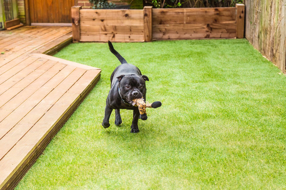 Benefits of the Best Artificial Turf for Dogs for Pet Owners