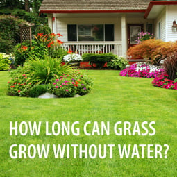 How Long Can Grass Grow Without Water?