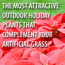 Attractive Outdoor Holiday Plant that Complement Your Artificial Grass