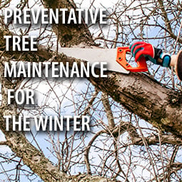 Preventative Tree Maintenance for the Winter
