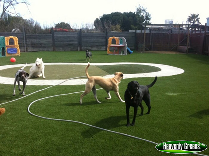 Artificial grass for dog facility