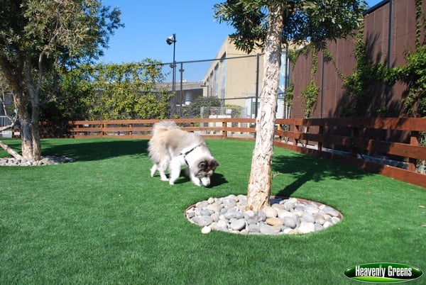 artificial turf for dogs in a facility
