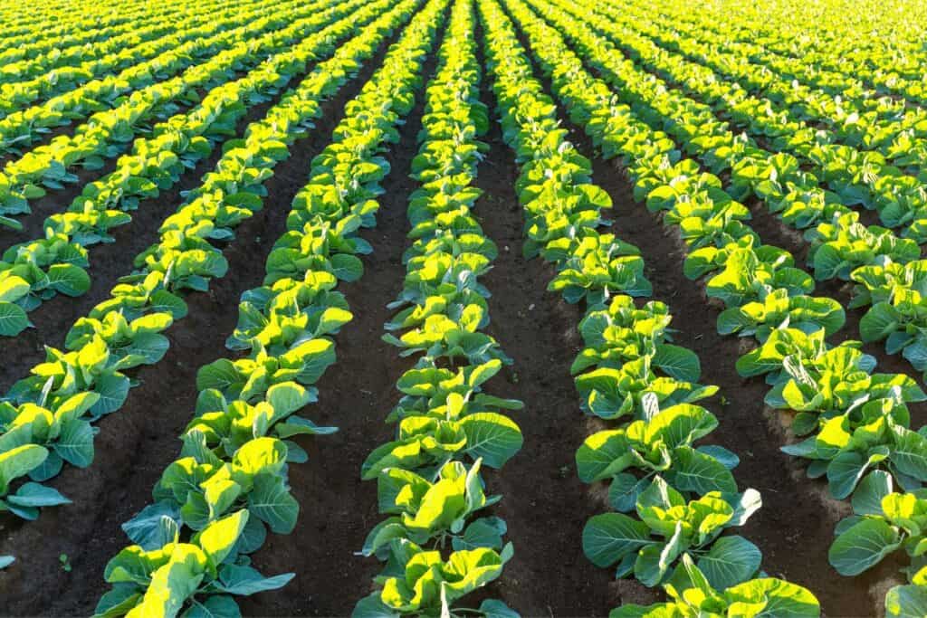 Great Winter Vegetables To Grow In California