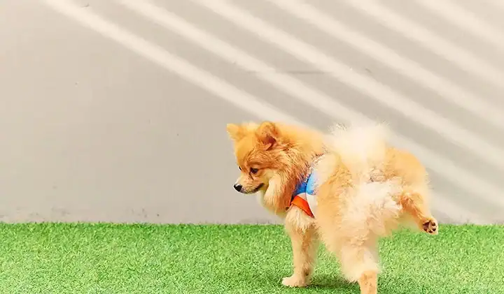 artificial-turf-pet