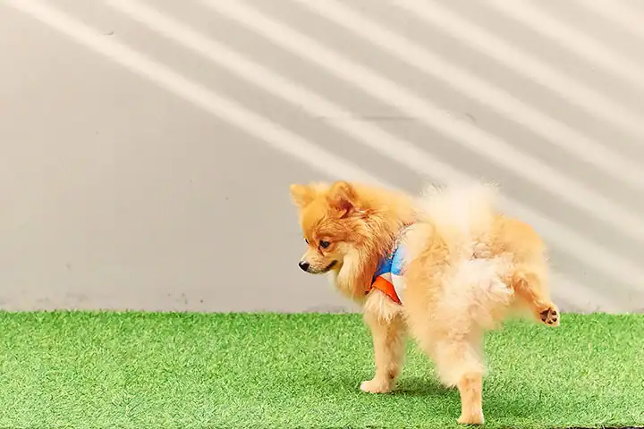 artificial-turf-pet