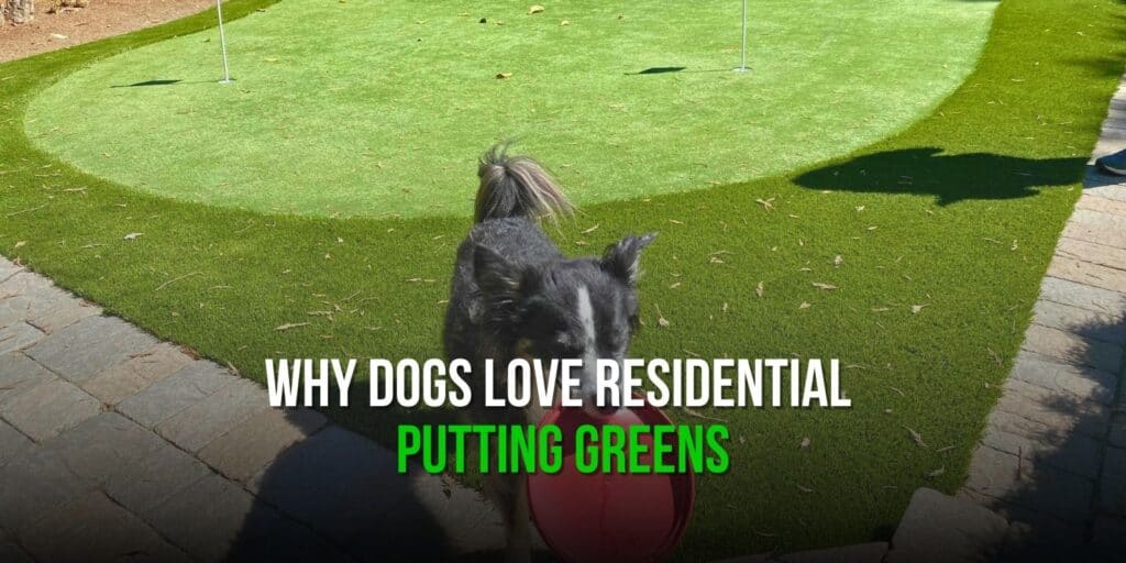 Why Dogs Love Residential Putting Greens