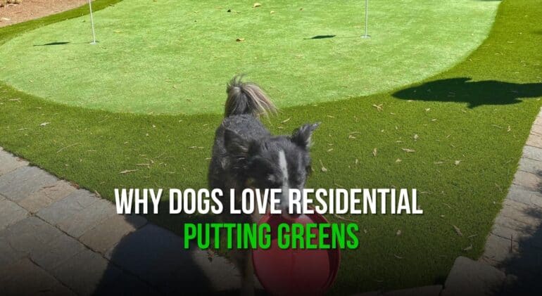 Why Dogs Love Residential Putting Greens