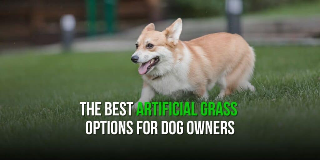 The Best Artificial Grass Options for Dog Owners