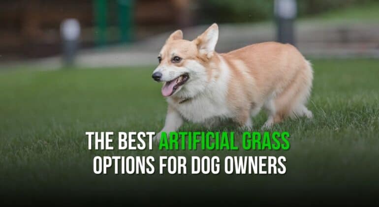 The Best Artificial Grass Options for Dog Owners