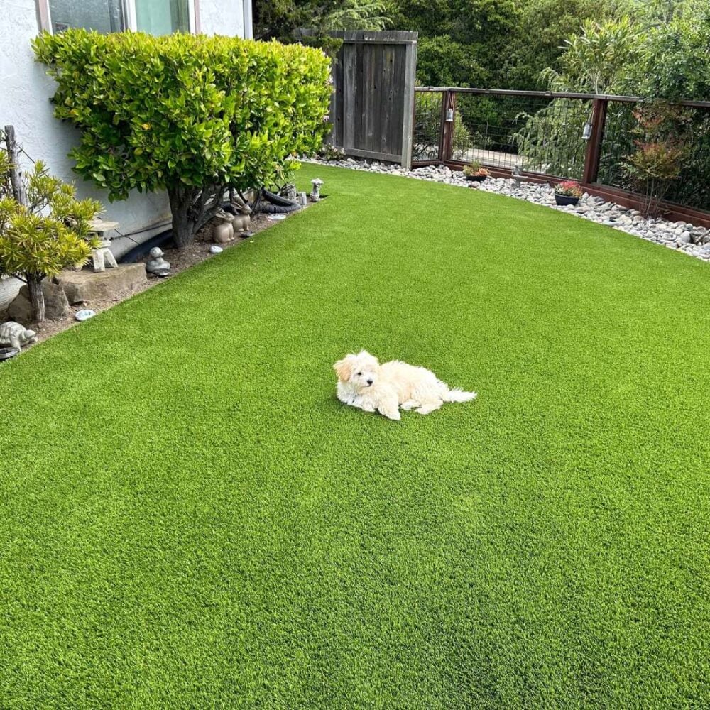 Pet-friendly artificial turf yard with a small dog lounging on lush green grass, surrounded by a well-maintained landscape and decorative plants.