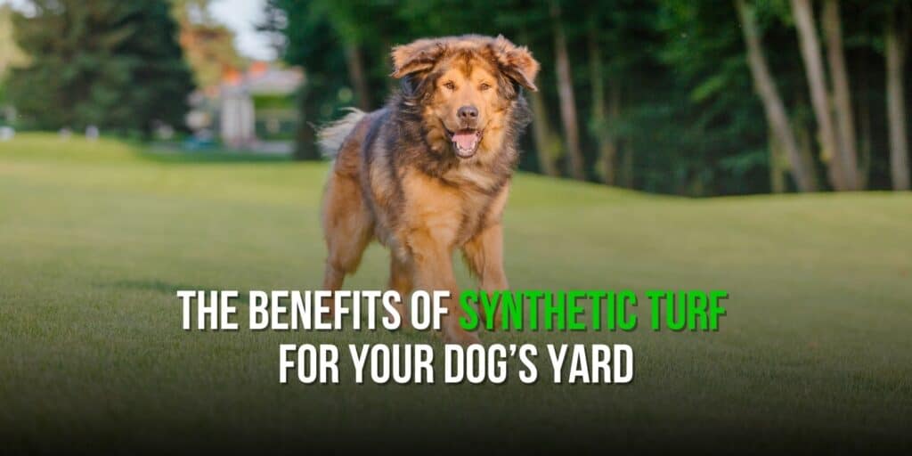 The Benefits of Synthetic Turf for Your Dog’s Yard