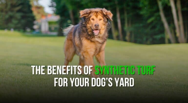 The Benefits of Synthetic Turf for Your Dog’s Yard
