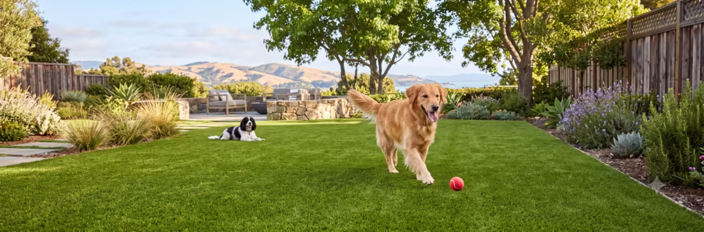 What Bay Area Pet Owners Should Know About Pet-Friendly Artificial Grass