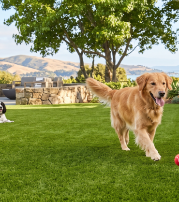 What Bay Area Pet Owners Should Know About Pet-Friendly Artificial Grass